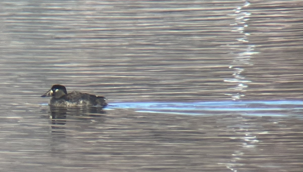 アラナミキンクロ - ML646791415