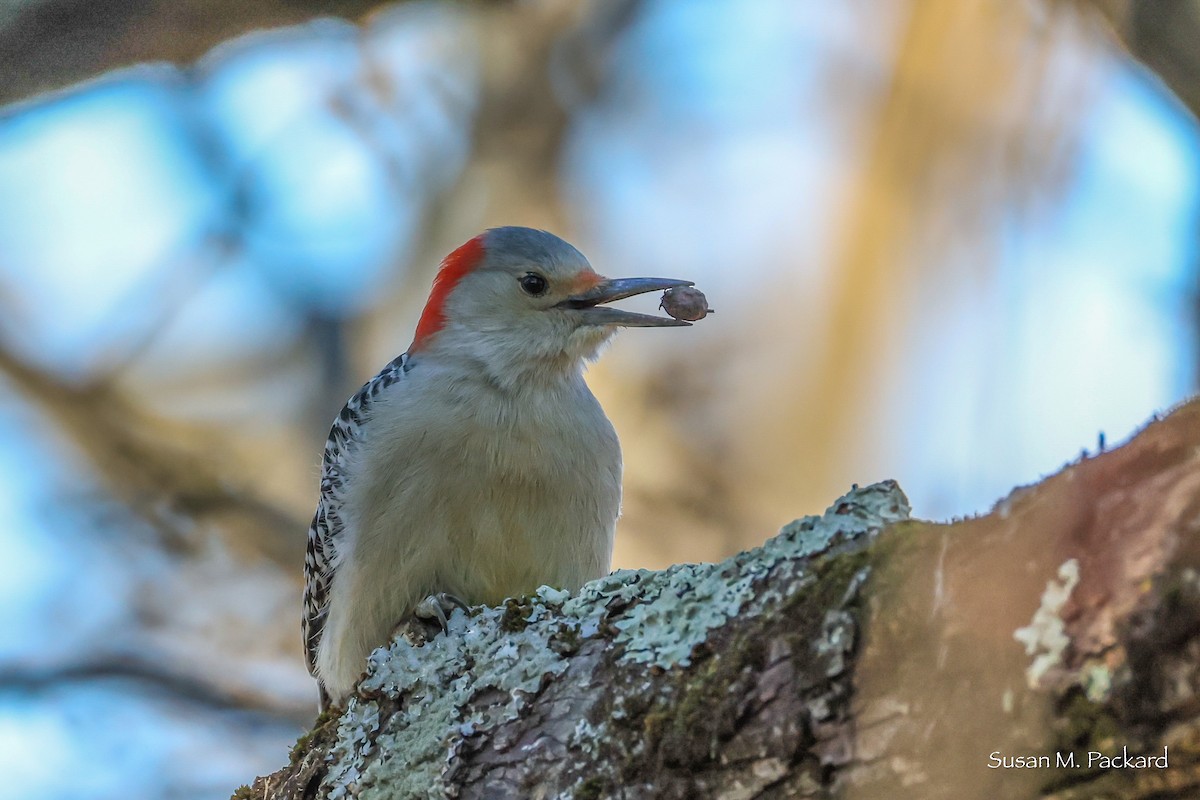 Каролинский дятел - ML646791416