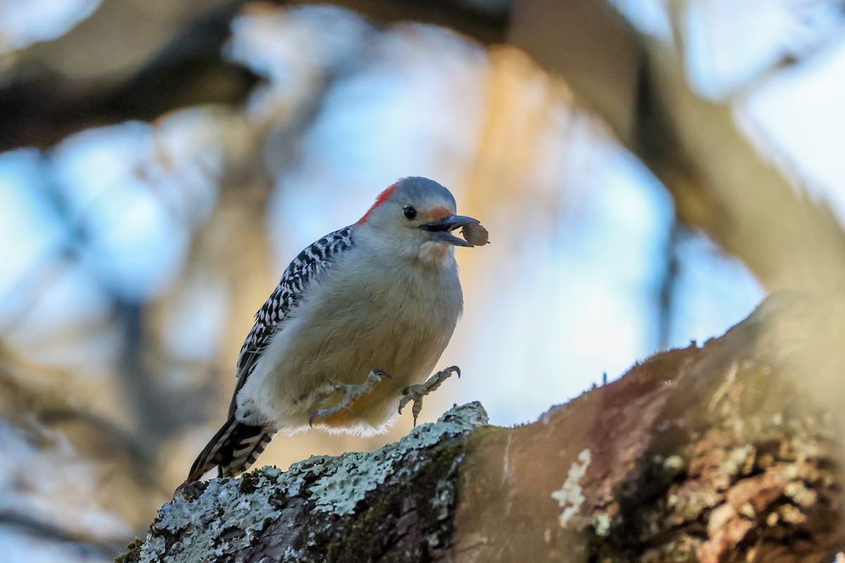 Каролинский дятел - ML646791417