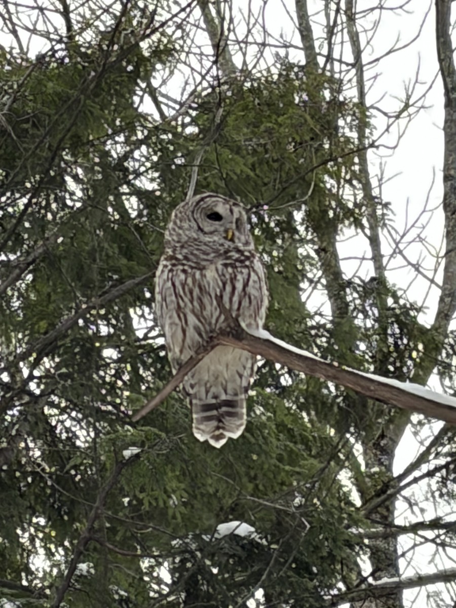 Полосатая неясыть - ML646791418