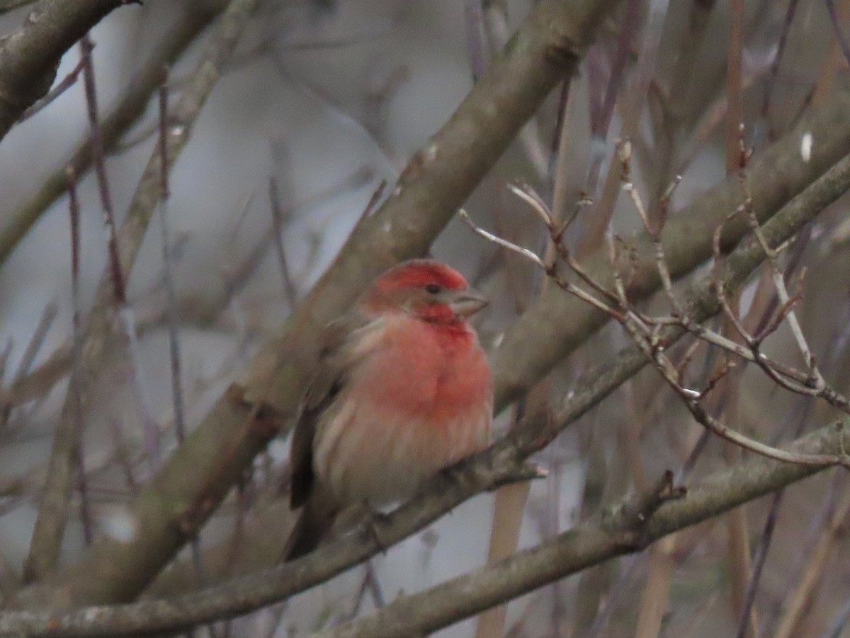 Мексиканская чечевица - ML646791419