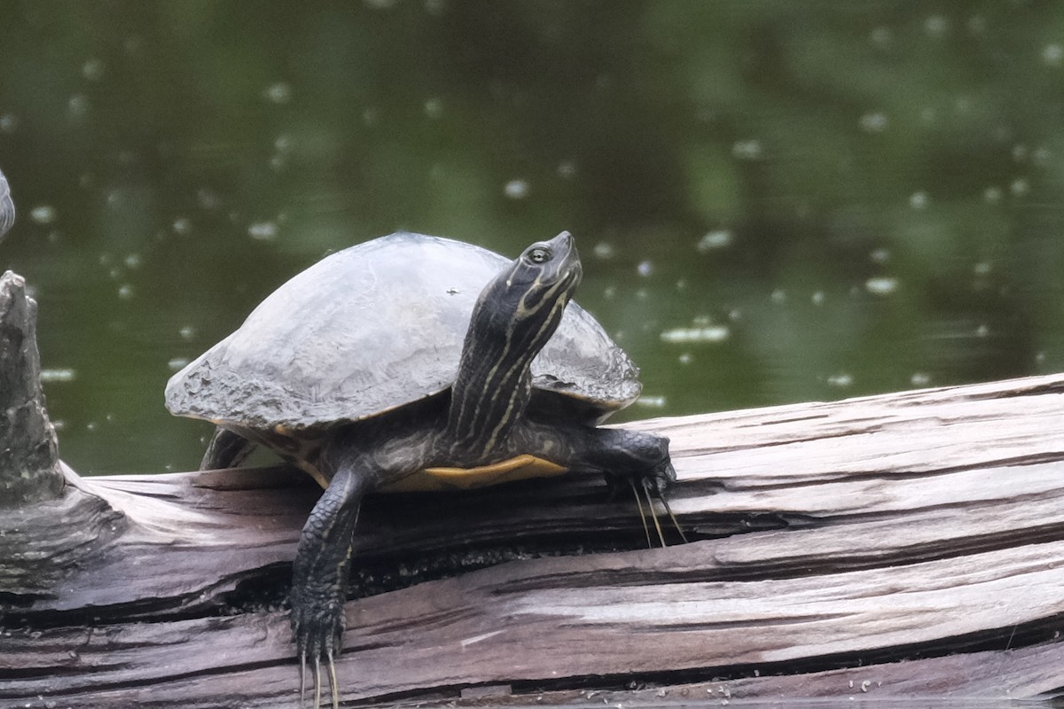 リバークーター - ML646791420