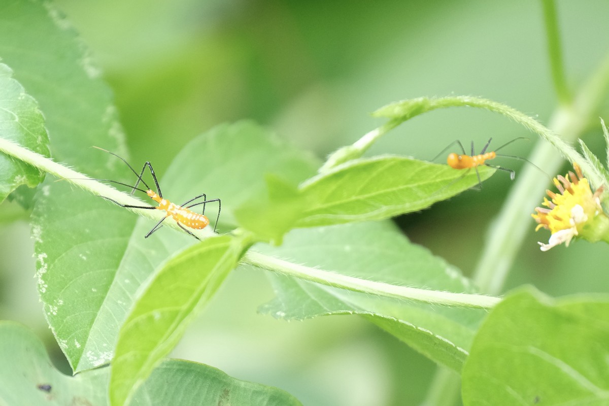 Milkweed Assassin Bug - ML646791421