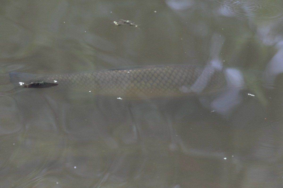 ソウギョ - ML646791422