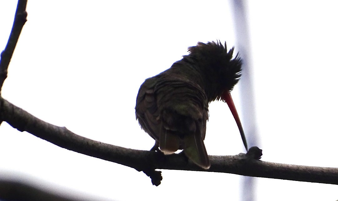 Золотистый сапфир - ML646791423