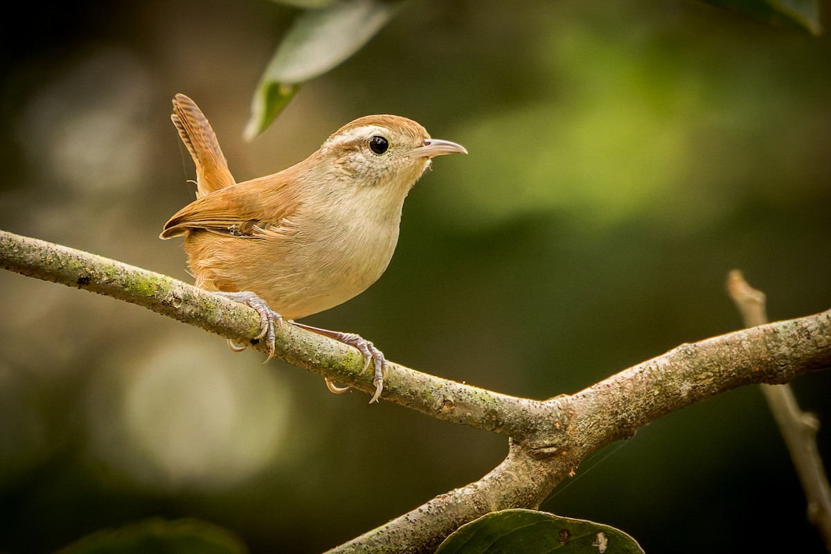 Белобрюхий крапивник - ML646791425