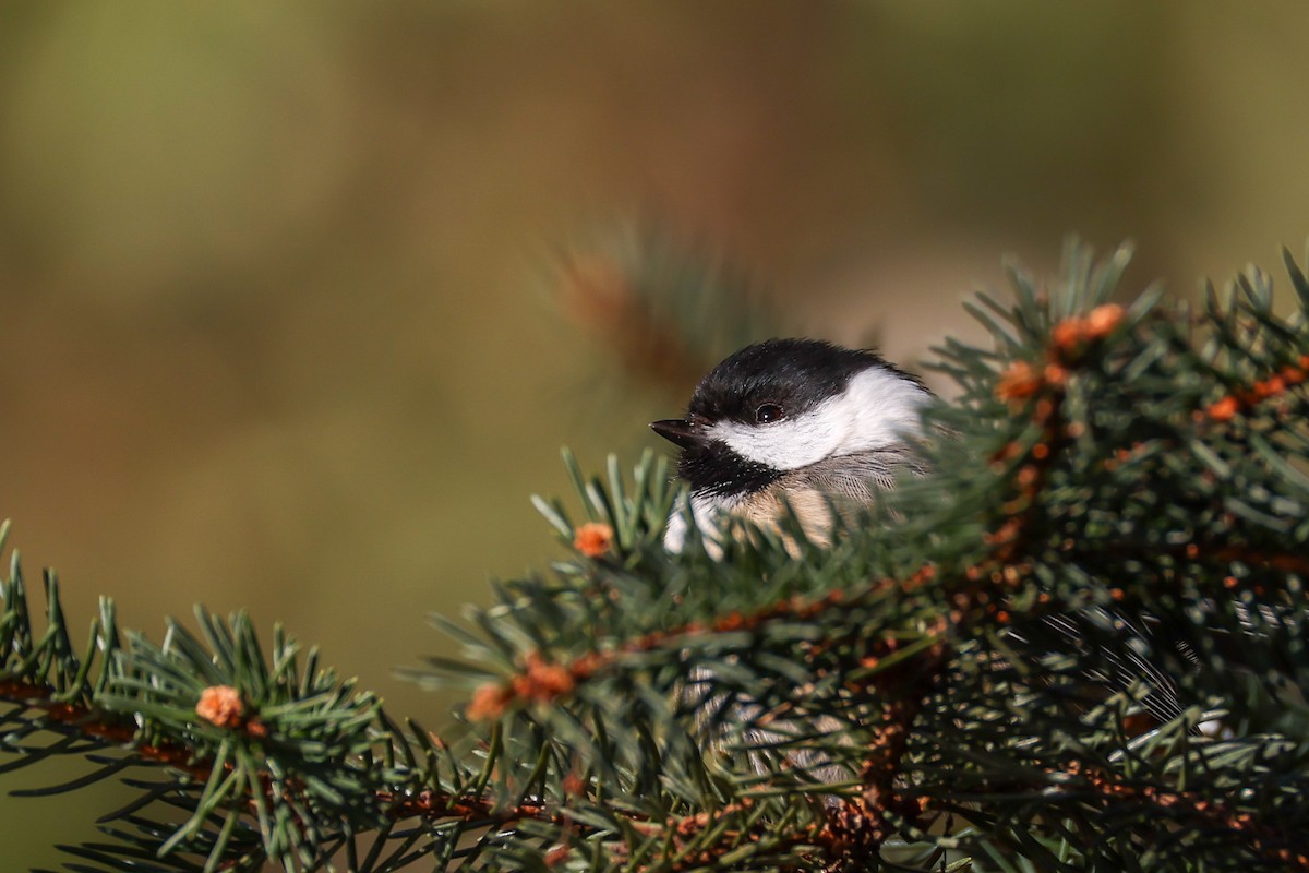 Черношапочная гаичка - ML646791426