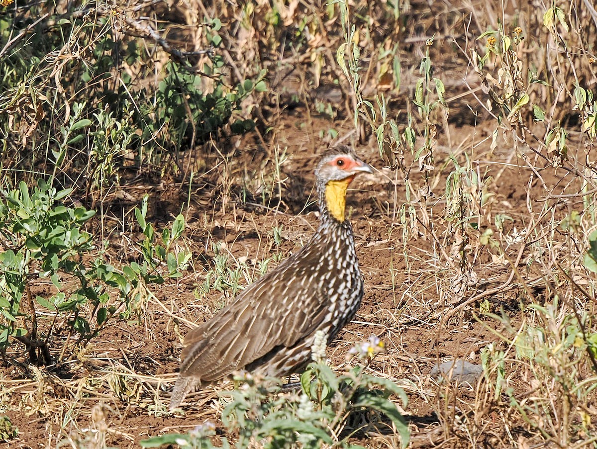 Желтогорлый франколин - ML646791427