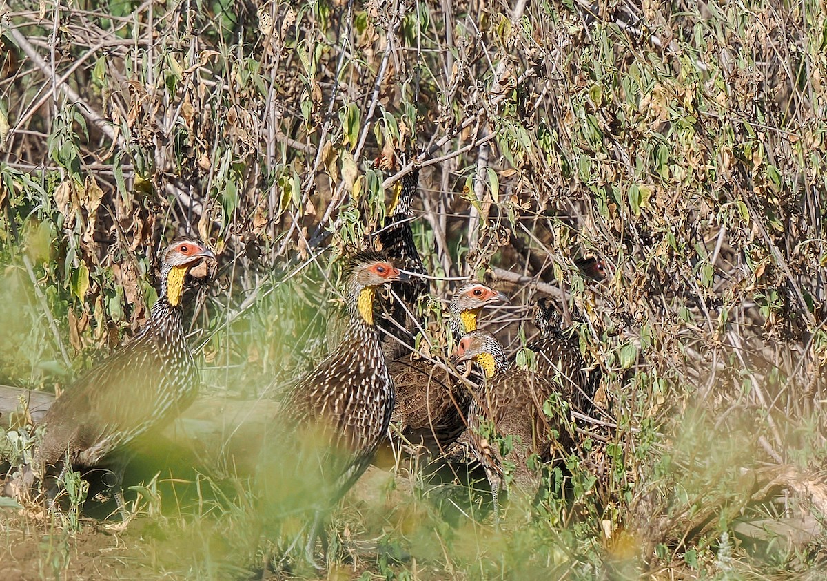 Желтогорлый франколин - ML646791428