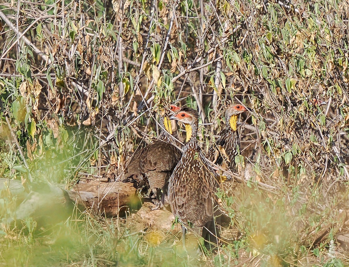 Желтогорлый франколин - ML646791429