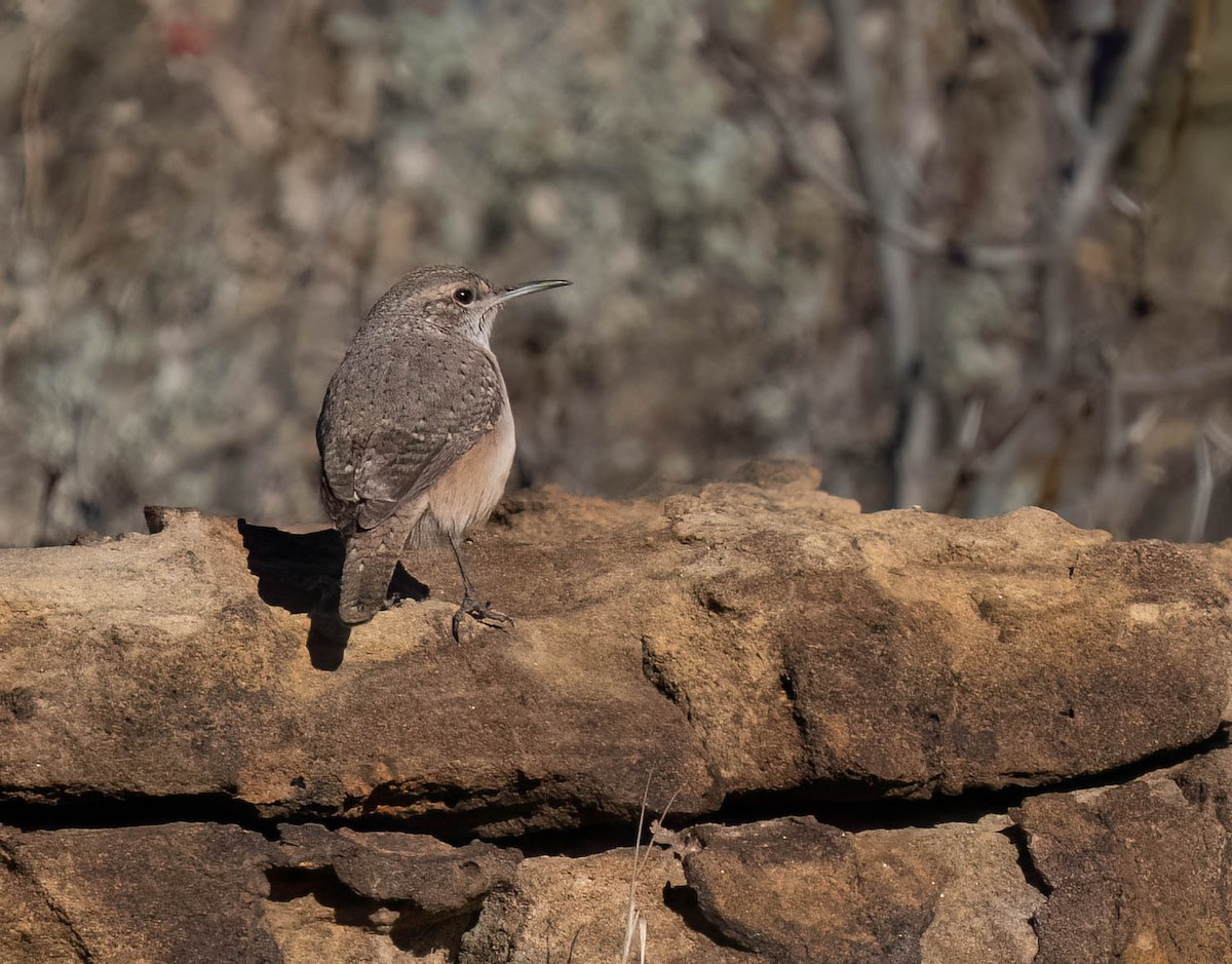 Скальный крапивник - ML646791430
