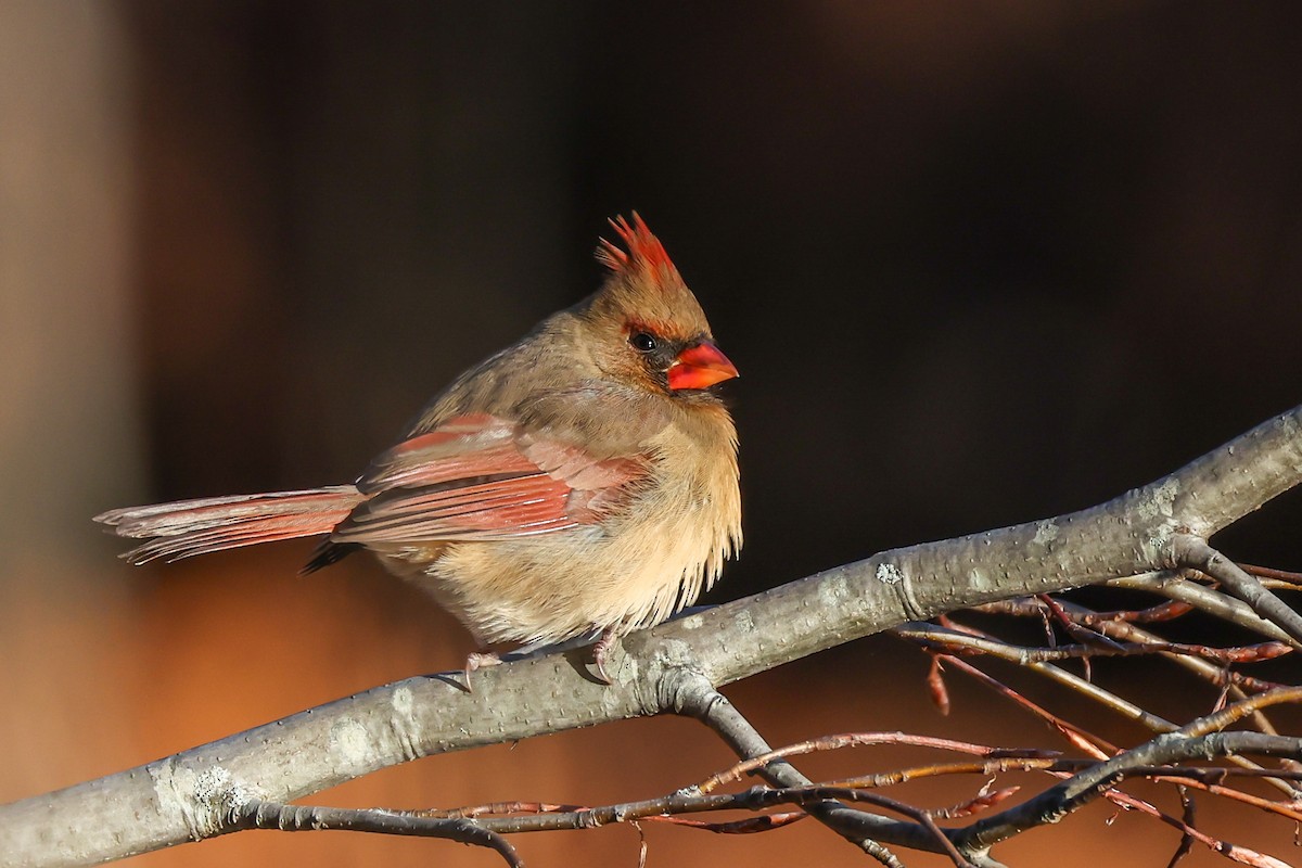 Красный кардинал - ML646791433