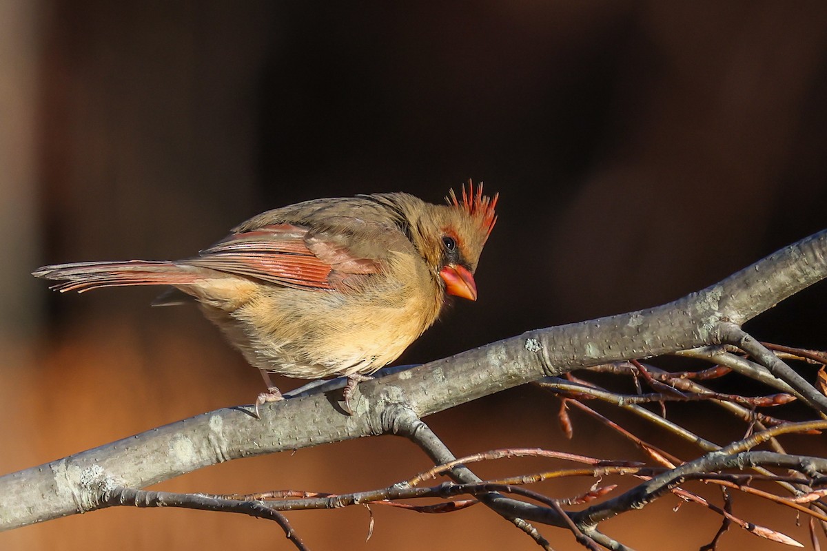 Красный кардинал - ML646791434
