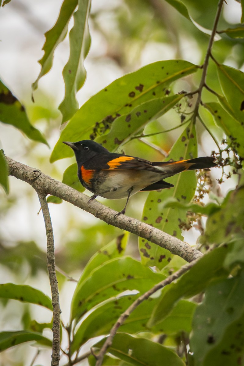 Горихвостковая древесница - ML646791435