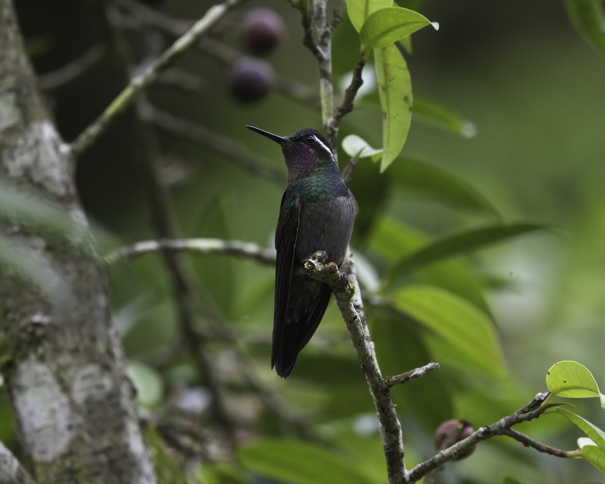 Пурпурногорлый солнечник - ML646791436