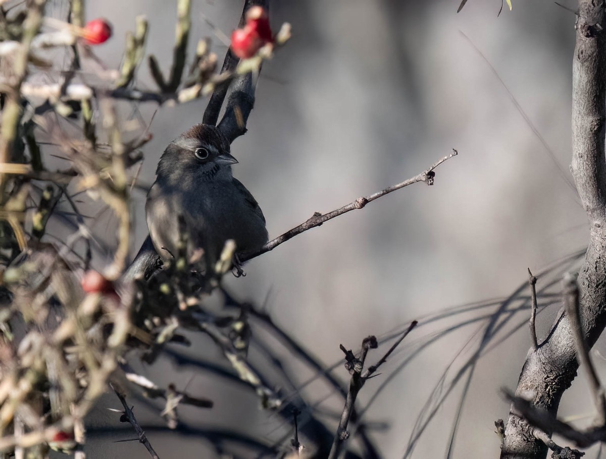 Рыжешапочная овсянка - ML646791437