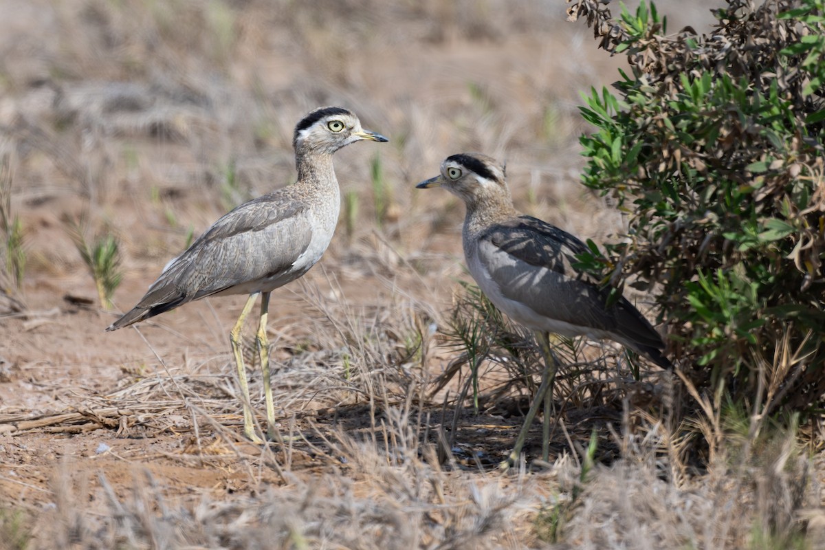 Перуанская авдотка - ML646791438