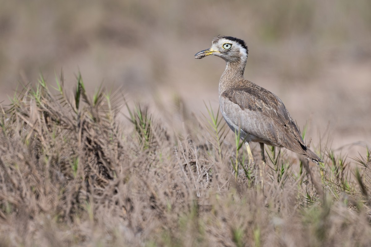 Перуанская авдотка - ML646791439