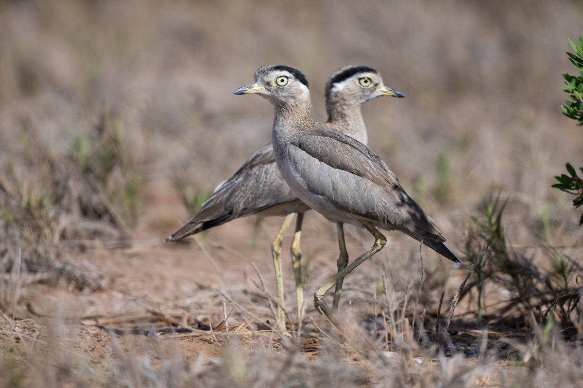 Перуанская авдотка - ML646791440