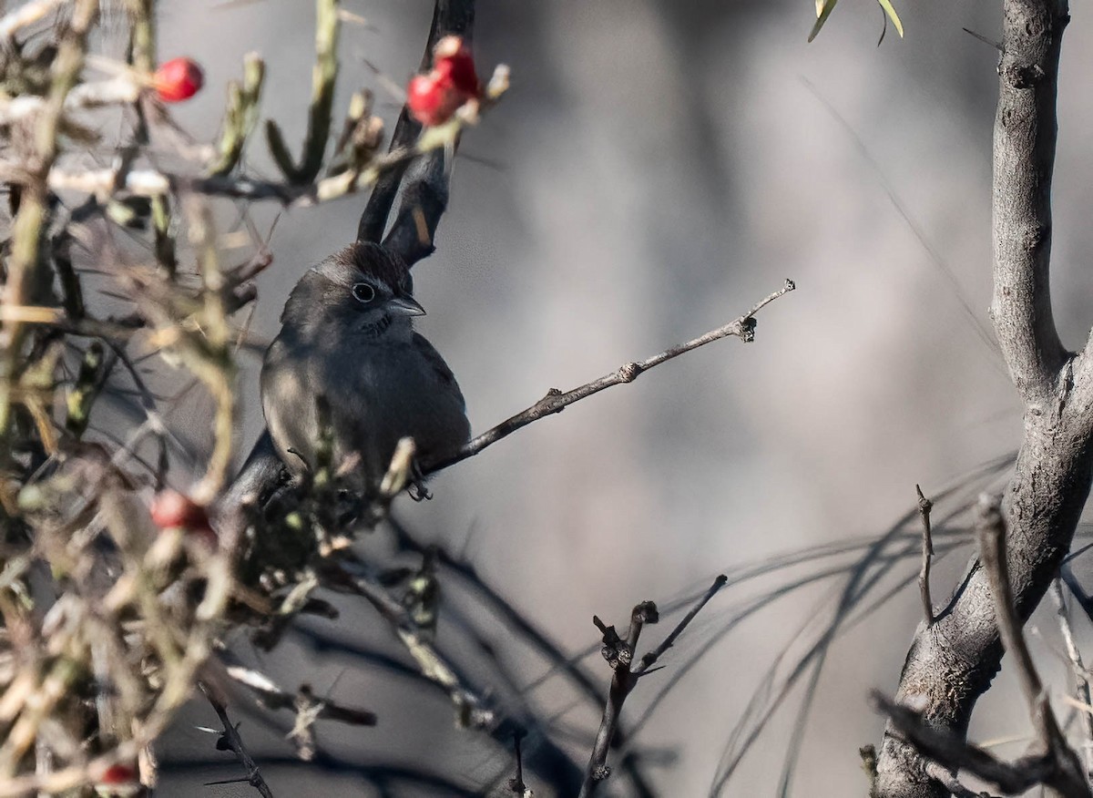 Рыжешапочная овсянка - ML646791447