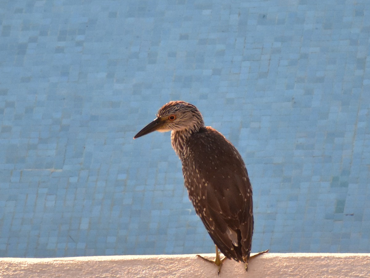 Yellow-crowned Night Heron - ML646791448