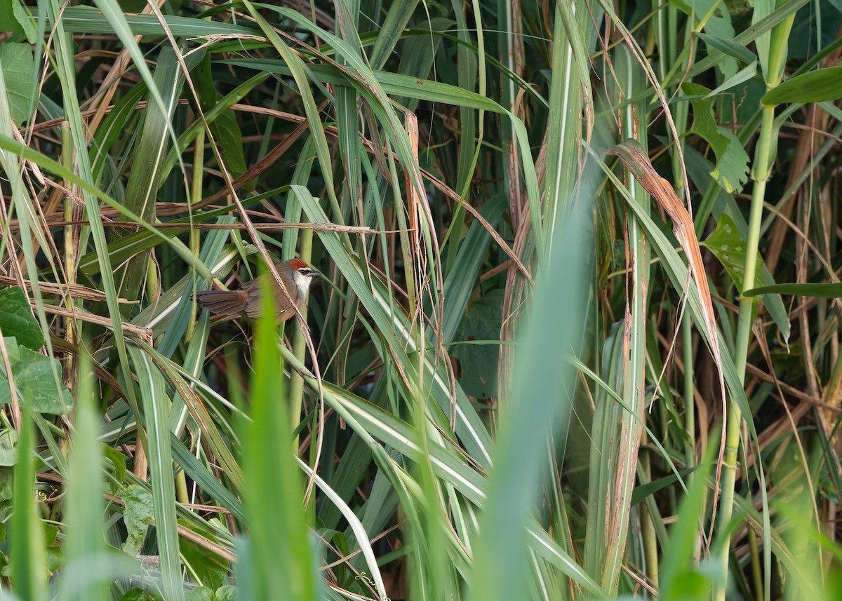 kastanjekronetimal - ML646791449