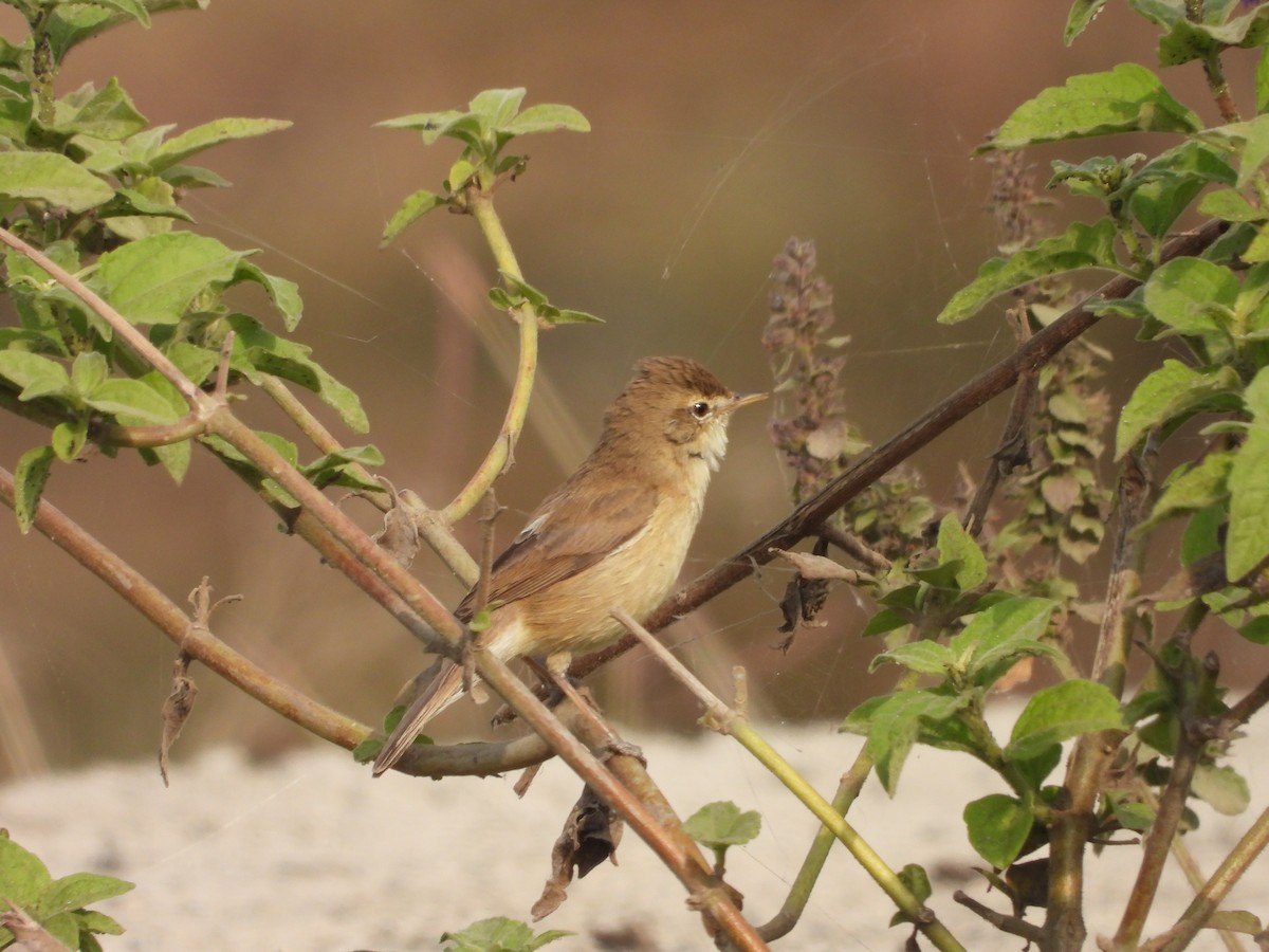 קנית אפריקנית - ML646791450