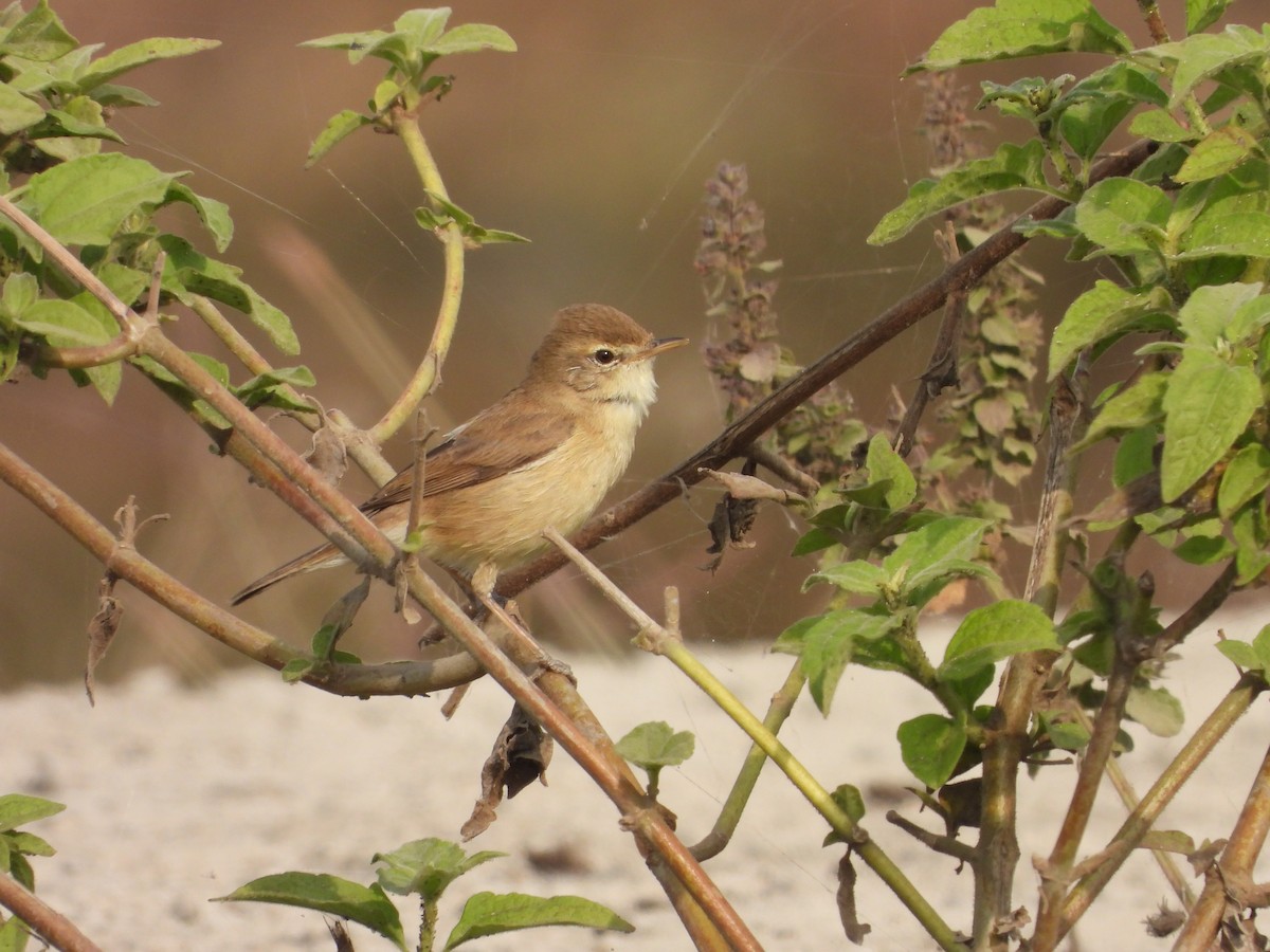 קנית אפריקנית - ML646791451