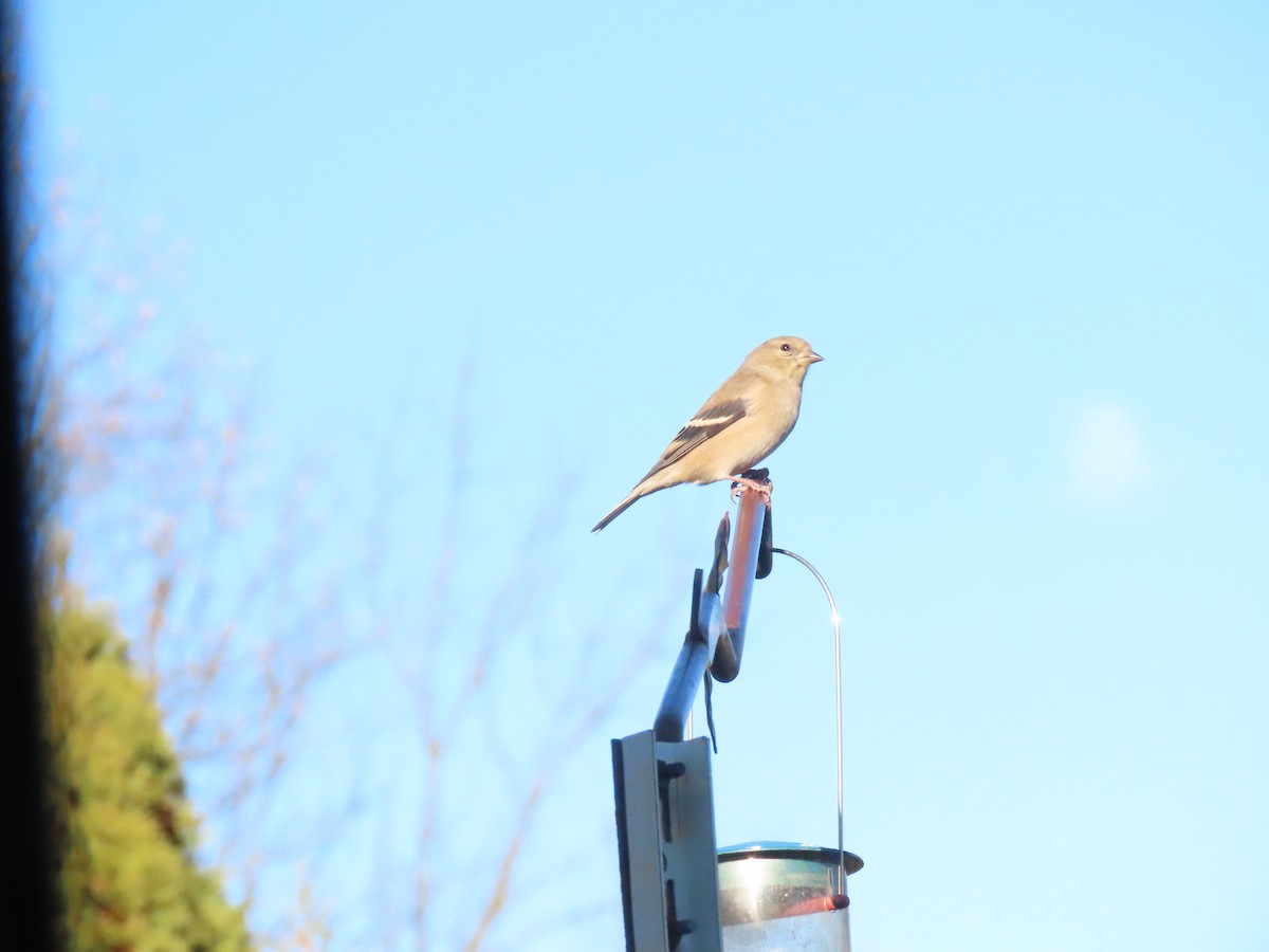 čížek žlutý - ML646791452