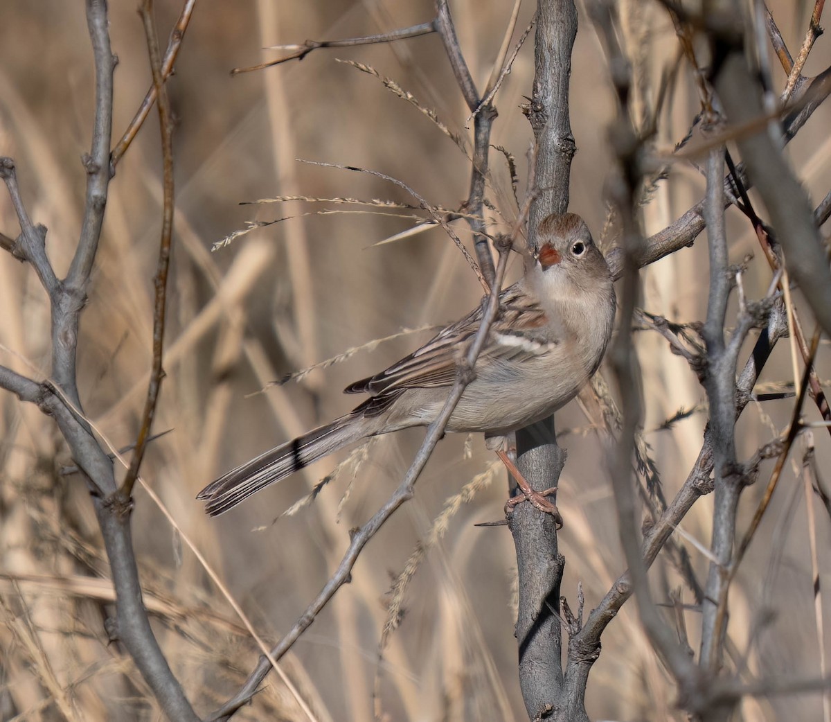 Tarla Serçesi - ML646791455