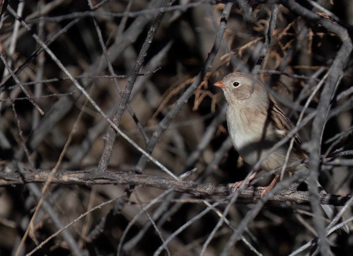 Tarla Serçesi - ML646791456