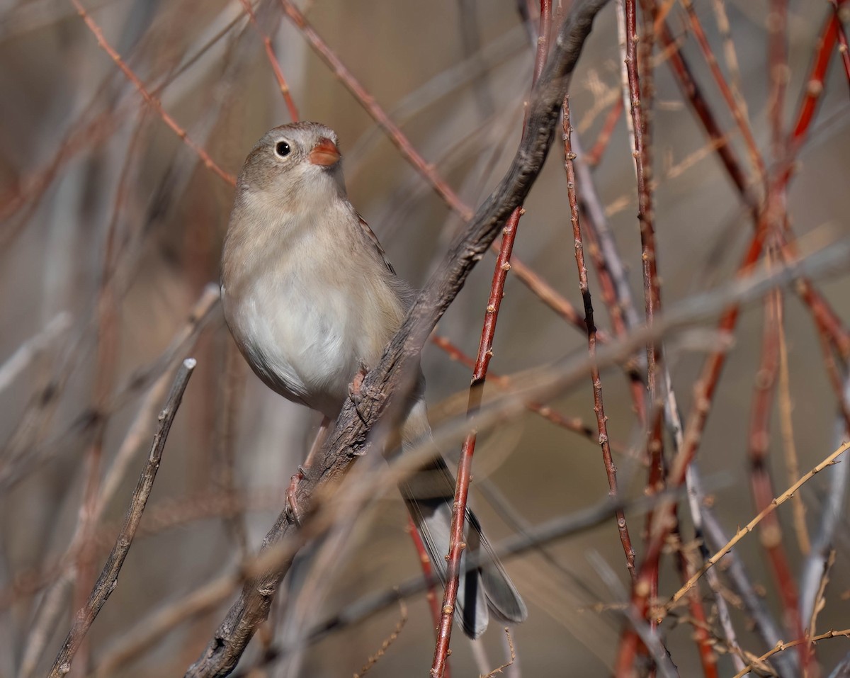 Tarla Serçesi - ML646791457