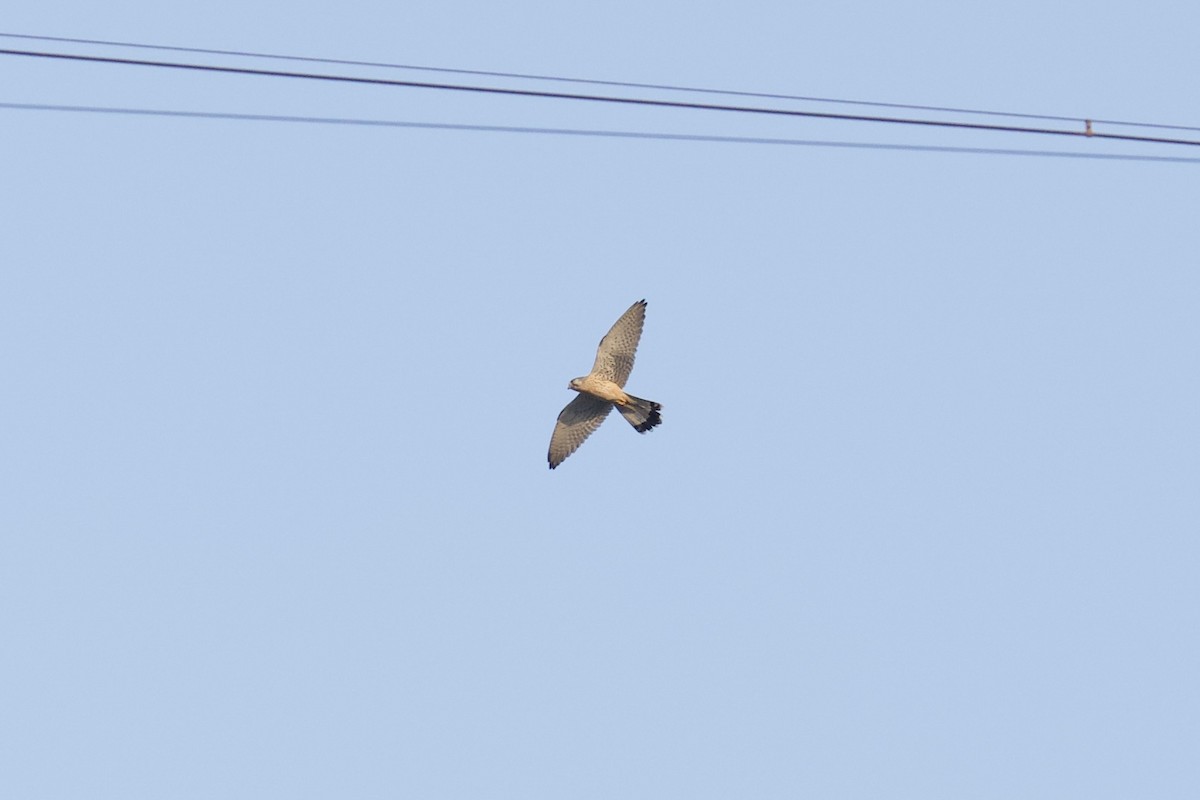 tårnfalk - ML646791461