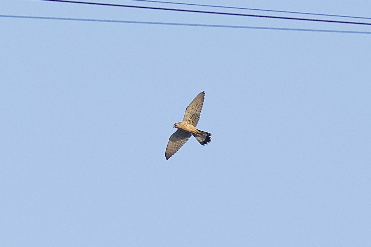 tårnfalk - ML646791462