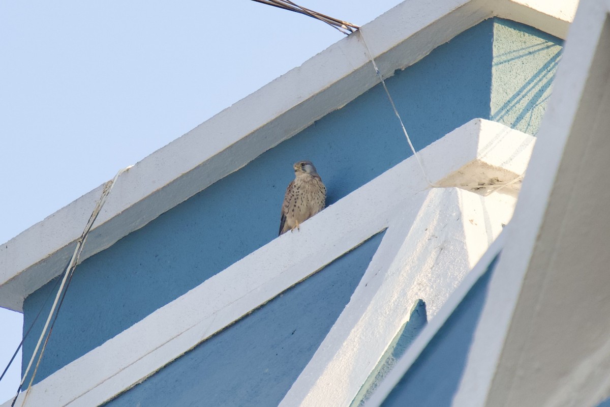 tårnfalk - ML646791463