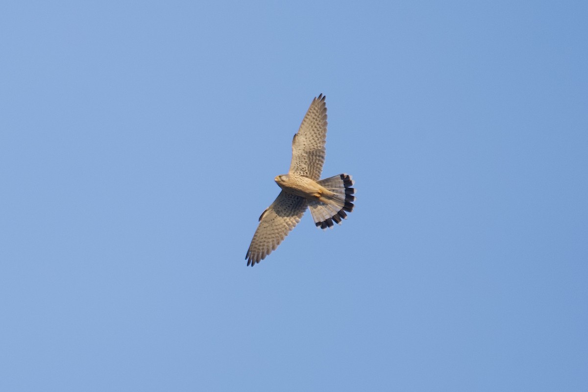 tårnfalk - ML646791464