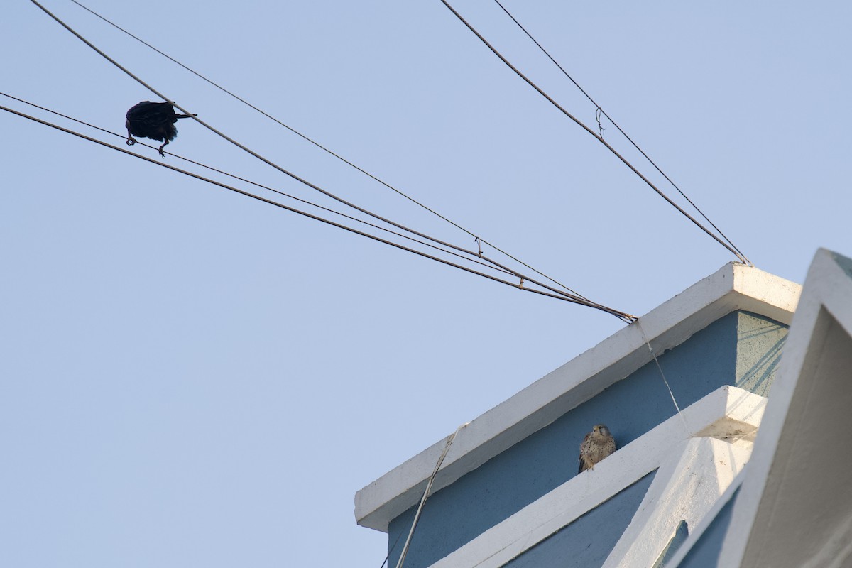 tårnfalk - ML646791465