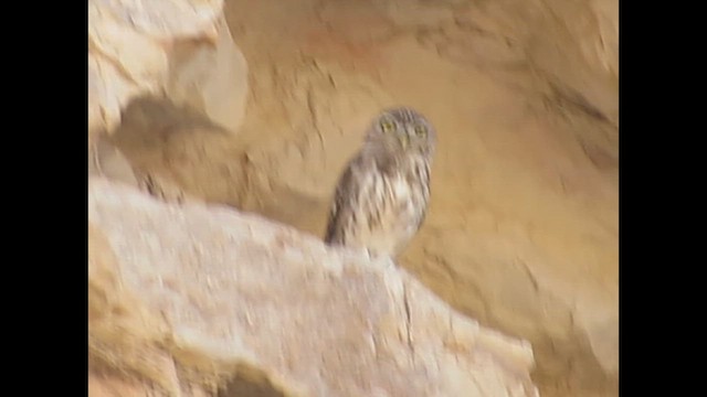 Домовый сыч - ML646791466