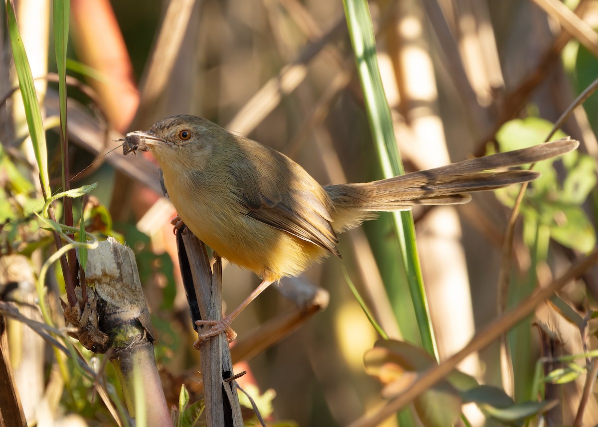 gråprinia - ML646791467