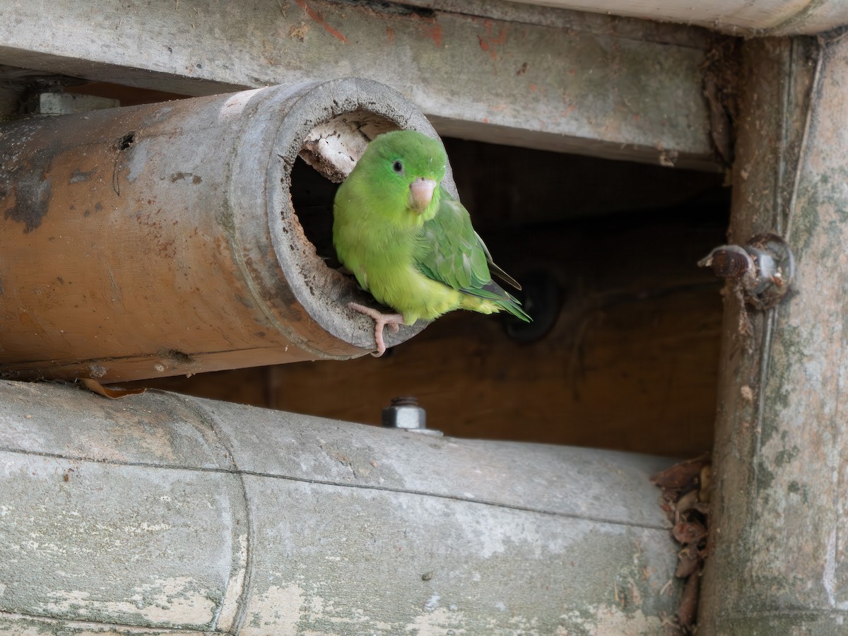 Gözlüklü Serçe Papağanı - ML646791468