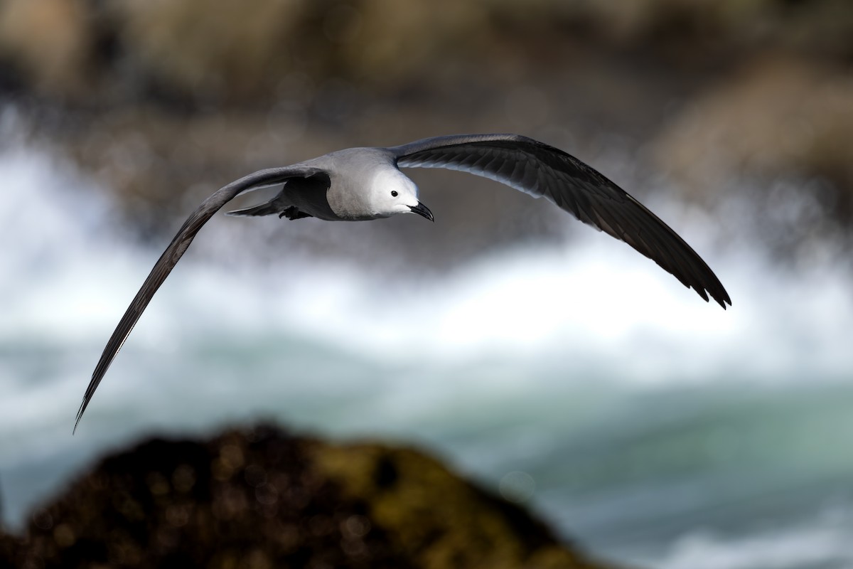 ハイイロカモメ - ML646791469