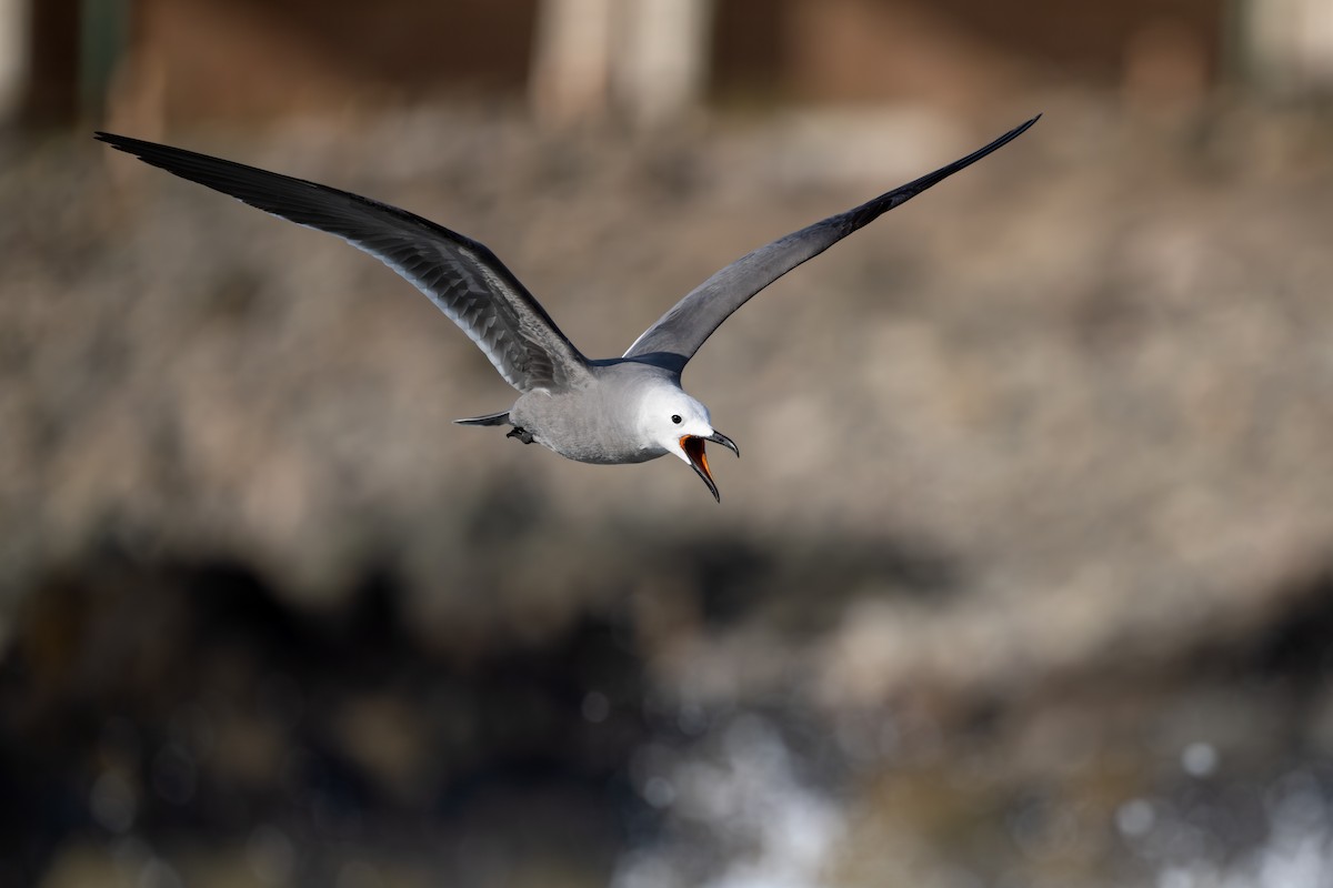 ハイイロカモメ - ML646791470