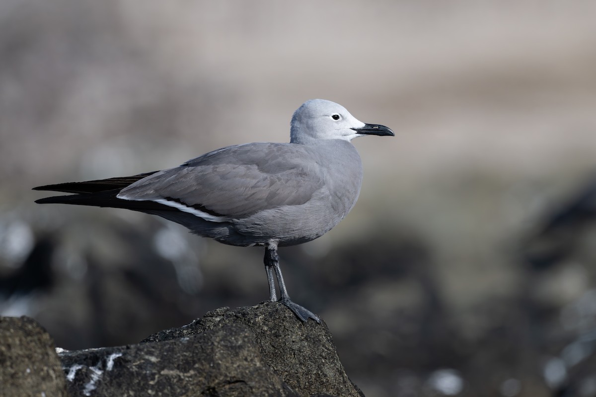 ハイイロカモメ - ML646791471