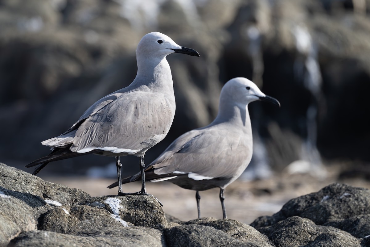 ハイイロカモメ - ML646791472