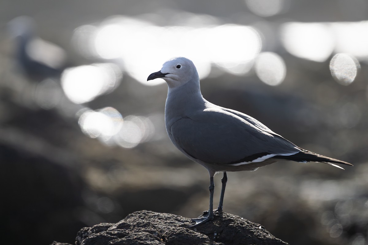 ハイイロカモメ - ML646791473