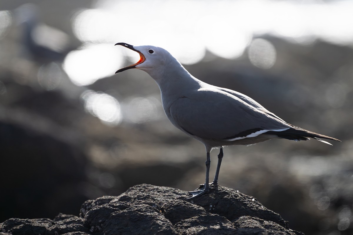 ハイイロカモメ - ML646791474