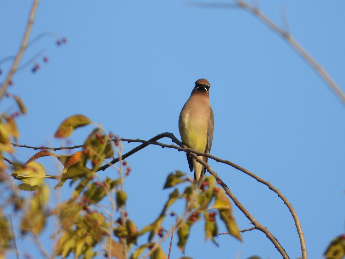Cedar Waxwing - ML646791475