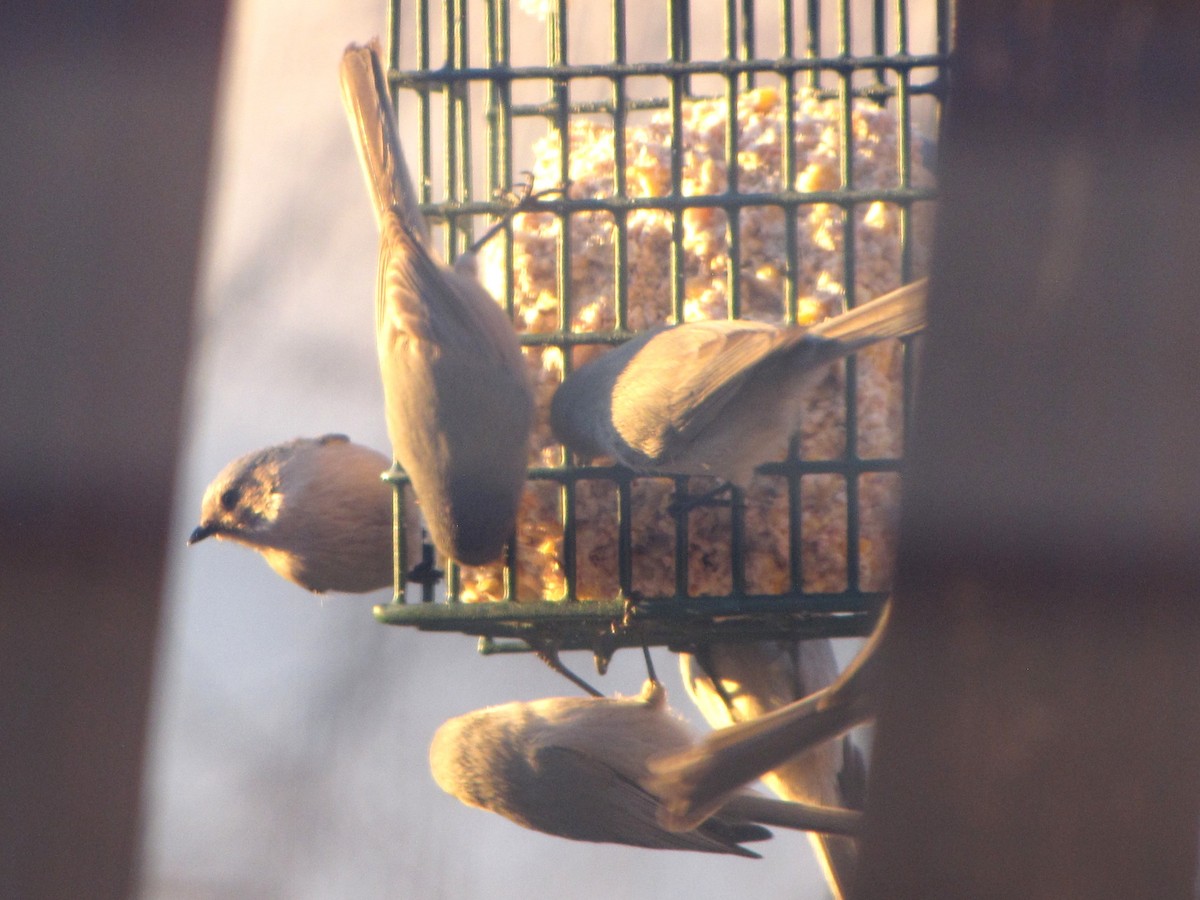 Mito Sastrecillo - ML646791476