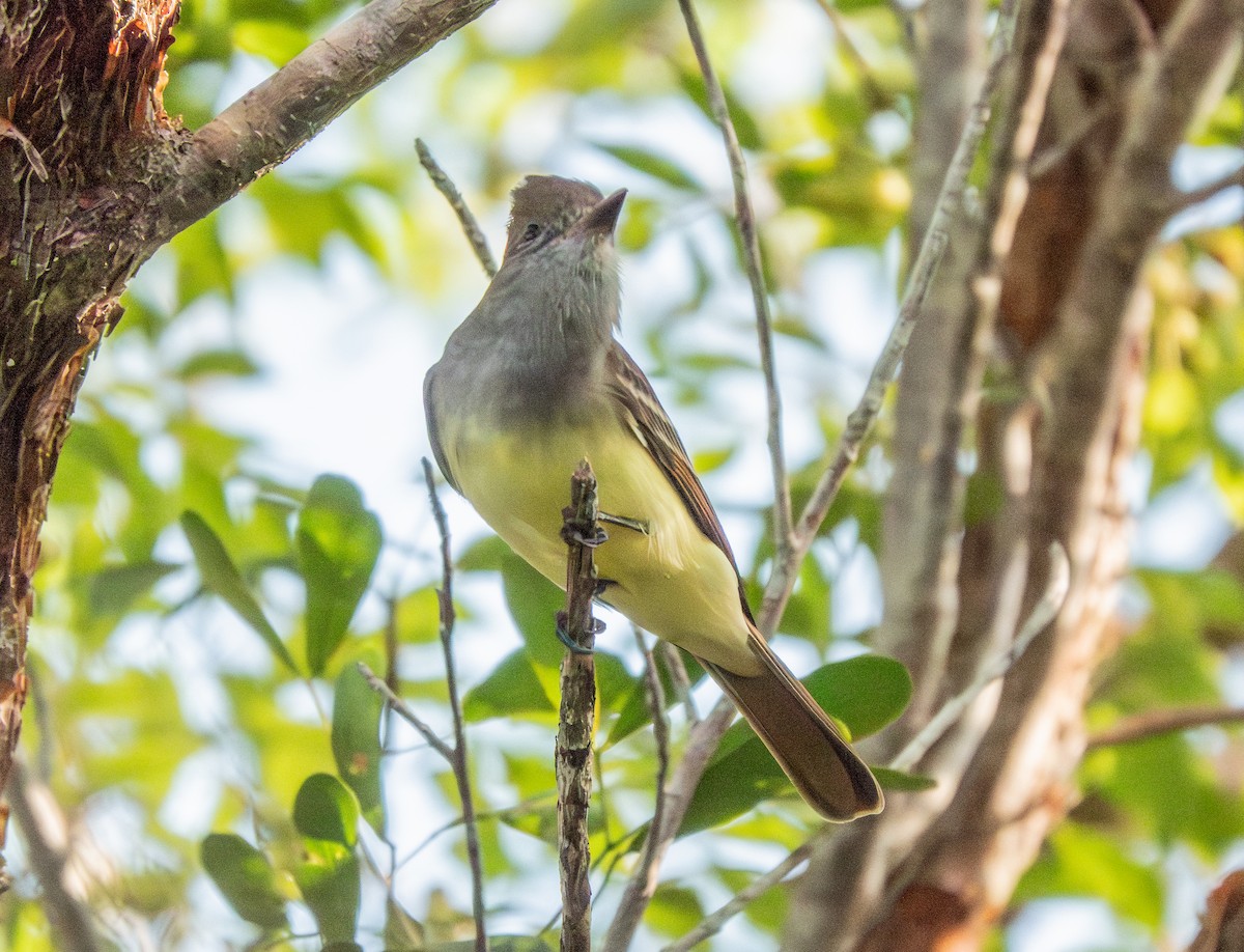 Great Crested Flycatcher - ML646791480