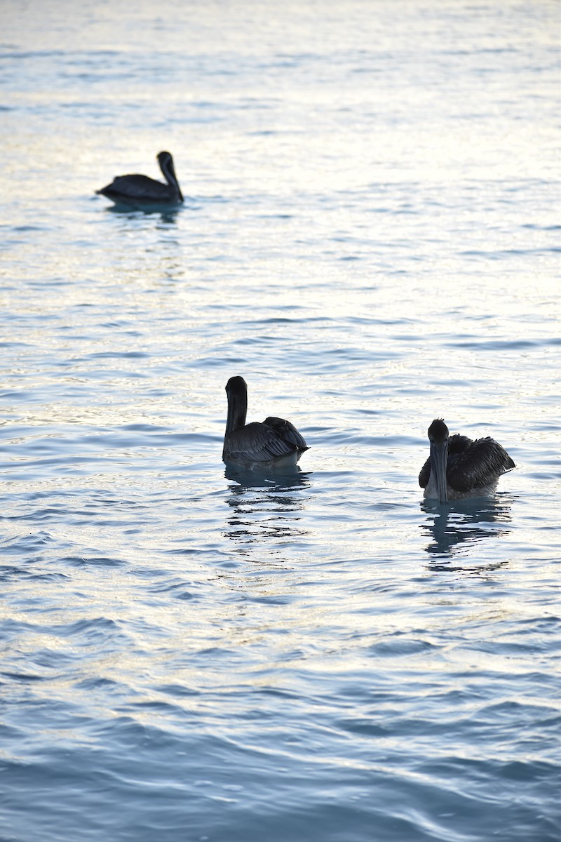 Brown Pelican - ML646791482